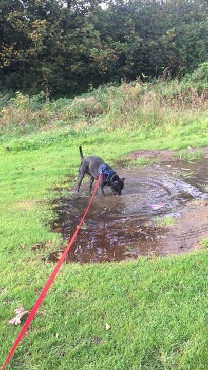 Staffordshire Rescue tweet media