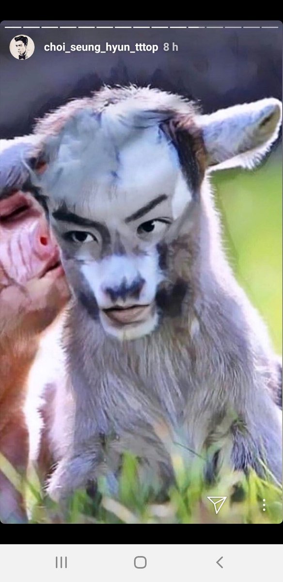 kiimkim56's tweet photo. Je vous présente ma nouvelle  chèvre c est la plus belle du monde et c est regard est envoûtant 💖🤪🤣🤣😍#TOPSheep #TOP #BIGBANG 👑 https://t.co/dG6ztXb3t9