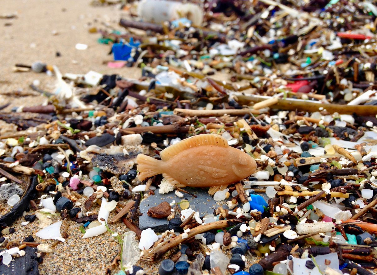 Sometimes even the fish are plastic. 

#plasticocean #plasticheritage #plasticage #Anthropocene