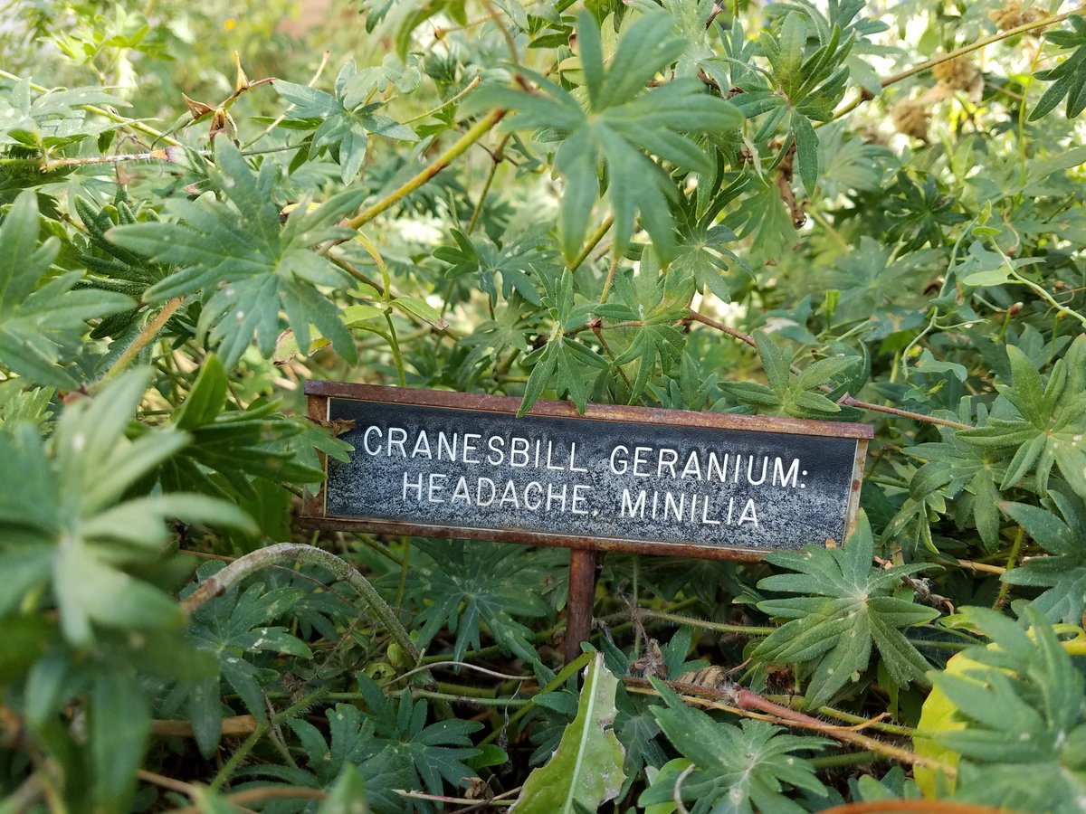 EHSLibrary's tweet photo. The EHSL's beautiful herb garden isn't just for decoration--everything planted there has had historically medicinal uses. Once upon a time, this lovely cranesbill geranium (Geranium maculatum) was used for headaches #medfactmonday #medlibs https://t.co/mjED9pGwkA