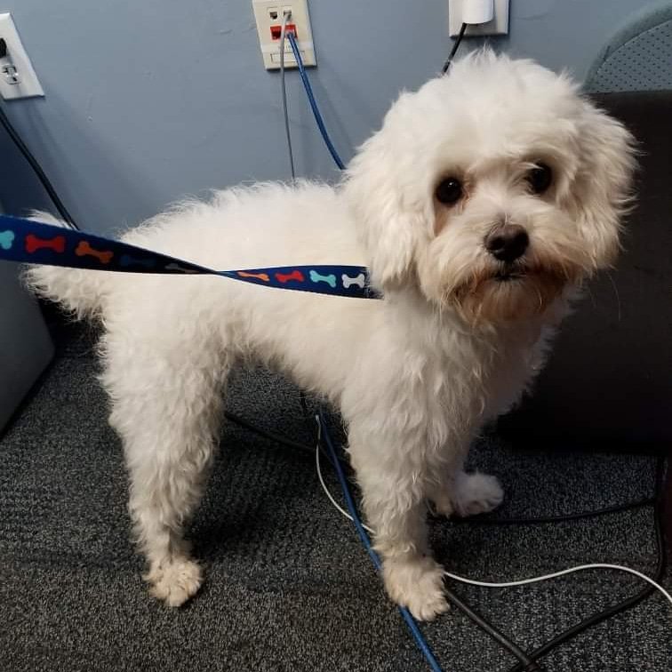 poochesinpines's tweet photo. This guy was just #found in #PasadenaLakes near NW 85 Way, between Taft St &amp; Pasadena Blvd, #PembrokePines.  Does he look familiar? No collar, chip but looks like a recent haircut &amp; he's friendly. Please help us get him home quickly. Pls RT (case 19-061315) #lost  #poochesinpines https://t.co/zGUYi0W1Wt