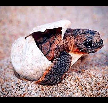 LeaveComfortZone! The Young Turtle leaving the comforts of the egg,& going out to the sea will face numerous life threatening challenges every minute. But it must do this, to seek life. Similar let us learn from this humble baby turtle, to leave Our Comfort Zones &seek true Life!