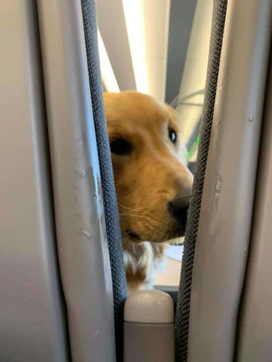 Jprz1321's tweet photo. The only person I want interrupting me on a flight https://t.co/EOD10rTXBn