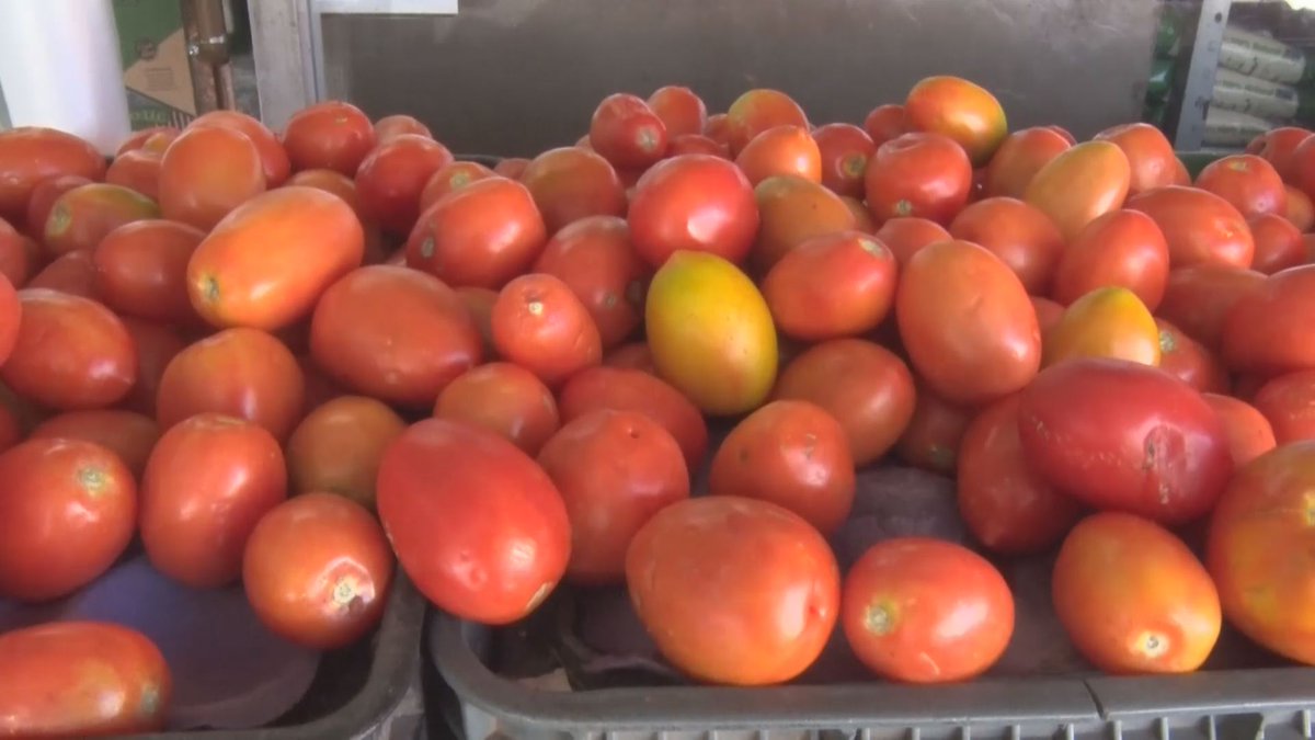 700 productores de tomate se integran al proceso de exportación a EU - cargonewsmex.com/2019/10/14/700…