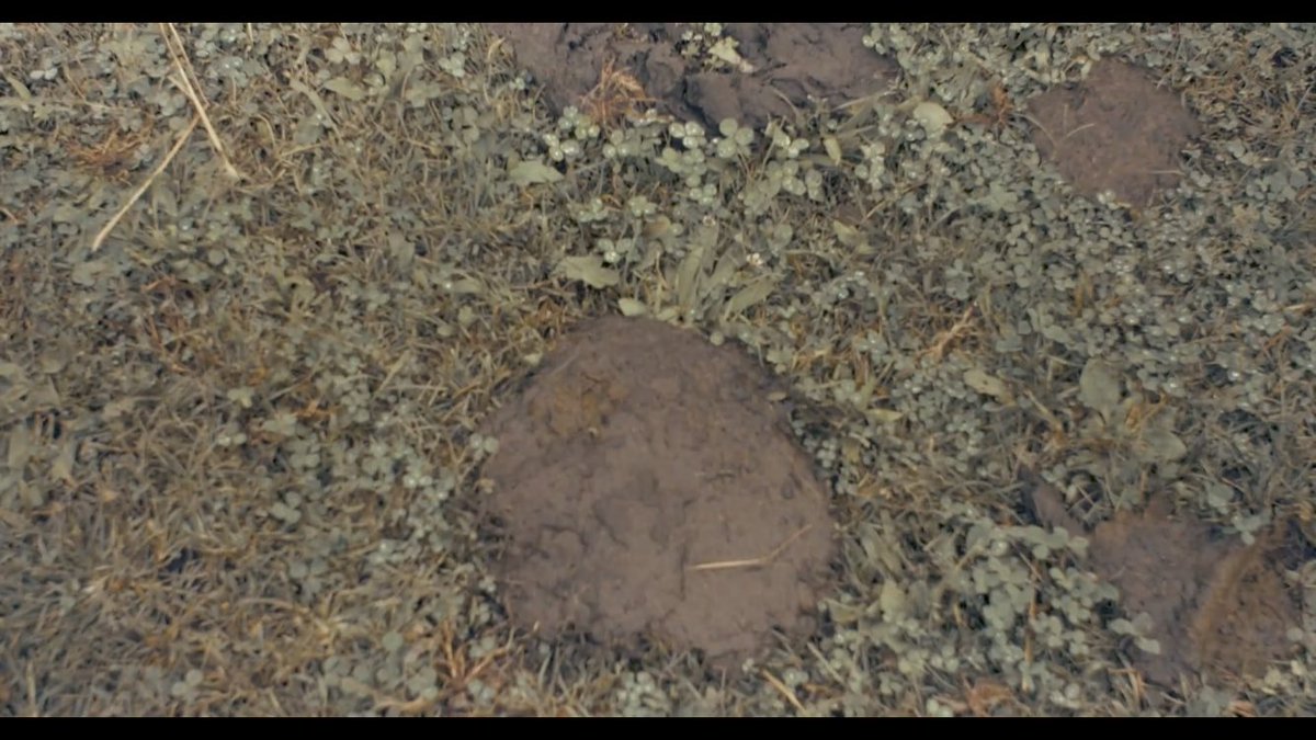 SmartAlecsBand's tweet photo. October 25th we will be releasing our new video and single! So be ready and stay tuned! Until then here is a shot from the video to keep you interested. Yes that’s a cow pie. #newmusic #musicvideo #smartalecs #punkrock #poppunk https://t.co/HRb1wfSFpD