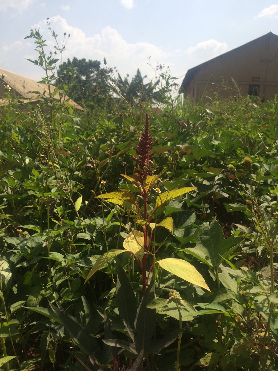 9BeeTi's tweet photo. Will resume regular #UG #Herbal #Natural #Africa #Panasiyah tweeting 1/1/20. Fare well in the meantime. https://t.co/EzF596kLQd