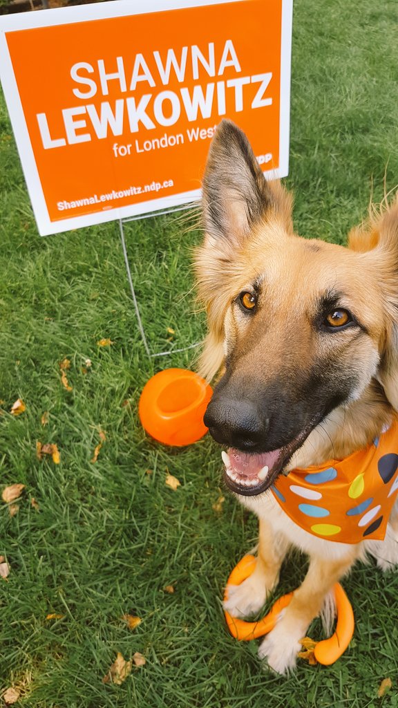 It's a great day for a walk to the advance polls with your huuumans! Polls are open until 9PM today #elx43 #ldnont #cdnpoli #LdnWest #LondonWest #InItForYou