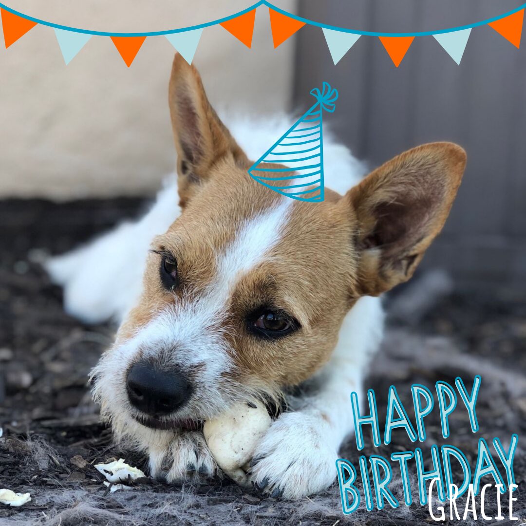IntlHearingDog's tweet photo. International Hearing Dog is spending our Monday celebrating Gracie’s birthday! 🐾🧡 As you can see, there is nothing Gracie loves more than a chew bone! Her only birthday wish is to add a few more to her collection to help keep her active mind busy! https://t.co/sc8OgZg9eF https://t.co/zbr8NSTAtL