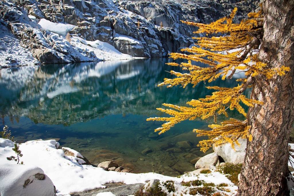 AdventureTripr's tweet image. The "Larch March" is a PNW tradition for hikers who want to see the golden trees before their needles drop off. Check out our top suggestions for where to find larches in Washington state! 

bit.ly/32fahgT