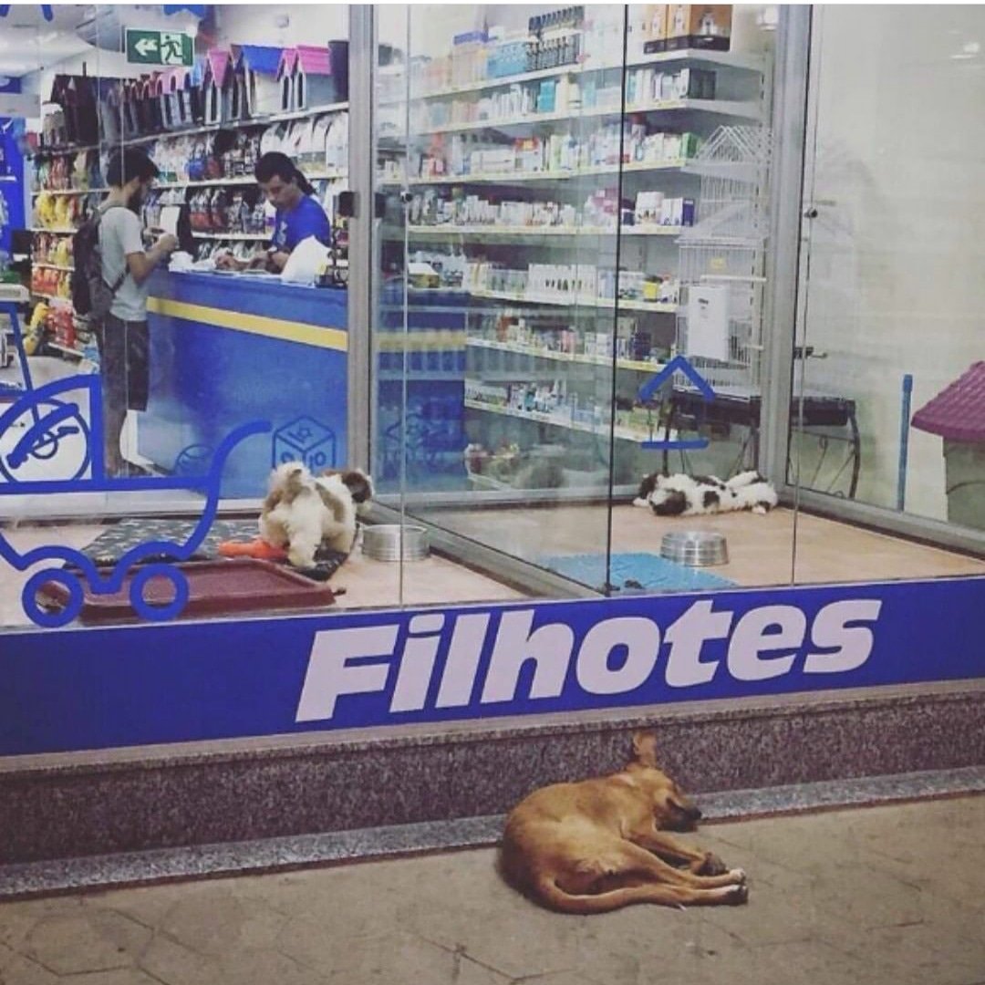 PetShopLegal's tweet photo. Não é preciso ser gênio para entender o erro em se comprar vidas, basta ter compaixão, empatia e um coração!
#nãocompreADOTE #AdotarSalvaVidas #QueroUmCachorro #Filhotes #AdoteUmIdoso #AnimalNÃOÉcoisa #Animais #AmoOsAnimais #VoxVegan #Petshop #PetShopLegalNÃOVendeAnimal https://t.co/akIXJWzt41