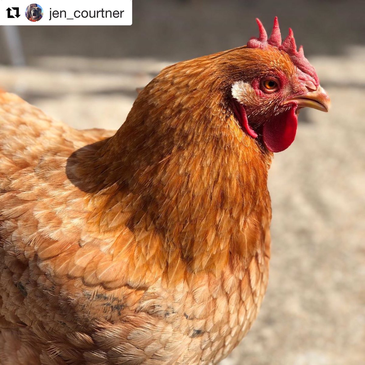 Chicks dig us. #patioweather #comeandgetit #tuesday #thru #sunday #sunsoutbunout 📷: @jen_courtner/IG