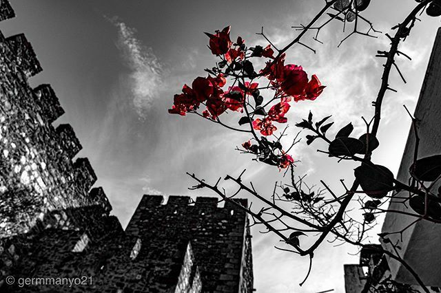 germmanyo's tweet photo. Perspectiva 0113. #blackandwhite #bnw #monochrome #castle #instapic #instablackandwhite #monoart #insta_bw #bnw_society #bw_lover #bw_photooftheday #photooftheday #bw #instagood #bw_society #bw_photooftheday #insta_pick_bw #bwstyles_gf #lightsandshadows #blackmood #bwstyle… https://t.co/VXdkXMq9DC