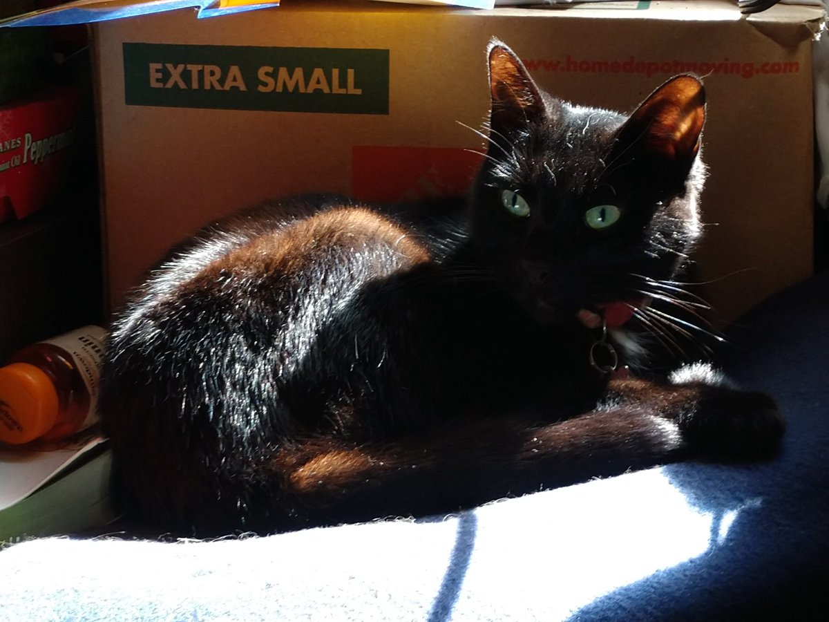 itsatinygamer's tweet photo. When cats start to mirror their owners. My hair is also dark with brown seen in the light/sun, and I am also small.

#cat #kitty #blackcat #blackkitty #cutecat #cutekitty #catoftwitter #kittyoftwitter https://t.co/7ljzz28qXE
