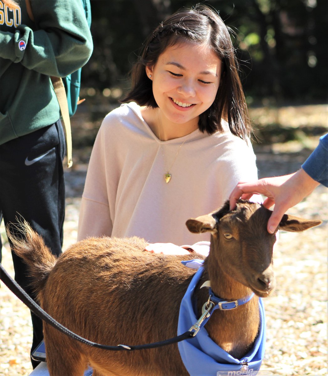 DominicanCANews's tweet photo. Thanks to @MarinHumane for bringing therapy #NigerianDwarf #goats Moon and Mary to campus for our students, faculty, and staff to pet and enjoy #TherapyGoats #MarinHumane #StressRelief #ThisIsDUC https://t.co/O0ept1Im3m