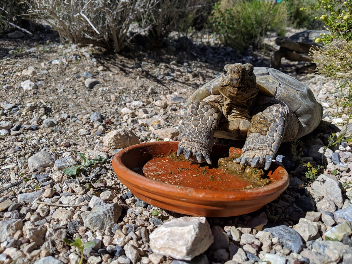 FriendsRedRock's tweet photo. Lucie wishes you a happy #NationalDessertDay! If only humans liked veggies as much as tortoises do. π₯¬β€οΈπ’ What's your favorite sweet treat to bring on a hike? #FORRC https://t.co/GSaA4JROOm