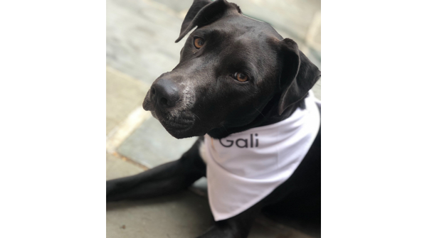 GaliHealth's tweet photo. #GaliPets GIVEAWAY! 

If you have a #chronicillness &amp; support animal, we wanna give 'em a shoutout! Visit https://t.co/SiJOiC6thK for full details.

Meet Josie &amp; Maesie! Both keep us laughing thru the tough IBD times. Josie’s nickname is Nurse Josie b/c she can even fetch water! https://t.co/o46uFSSoBi