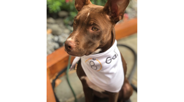 GaliHealth's tweet photo. #GaliPets GIVEAWAY! 

If you have a #chronicillness &amp; support animal, we wanna give 'em a shoutout! Visit https://t.co/SiJOiC6thK for full details.

Meet Josie &amp; Maesie! Both keep us laughing thru the tough IBD times. Josie’s nickname is Nurse Josie b/c she can even fetch water! https://t.co/o46uFSSoBi