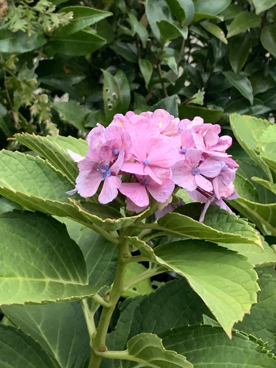 朝ジョグちゃん 杉並 前日 近所の公園に 咲き残ってる それとも咲いた 紫陽花 に出会いました 秋に咲く紫陽花 味わいがある美しい色合いに感動しました Ohayomorning 秋に咲く紫陽花 秋紫陽花 品種は不明 幸せの色