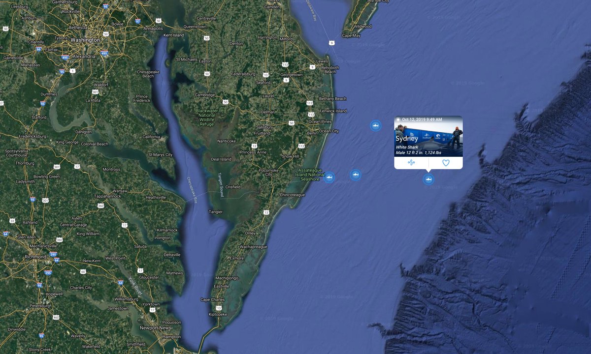 No this is NOT a school of white sharks here of the coast of Maryland. Other fish swim in schools, not us white sharks. There's your schooling for the day.
