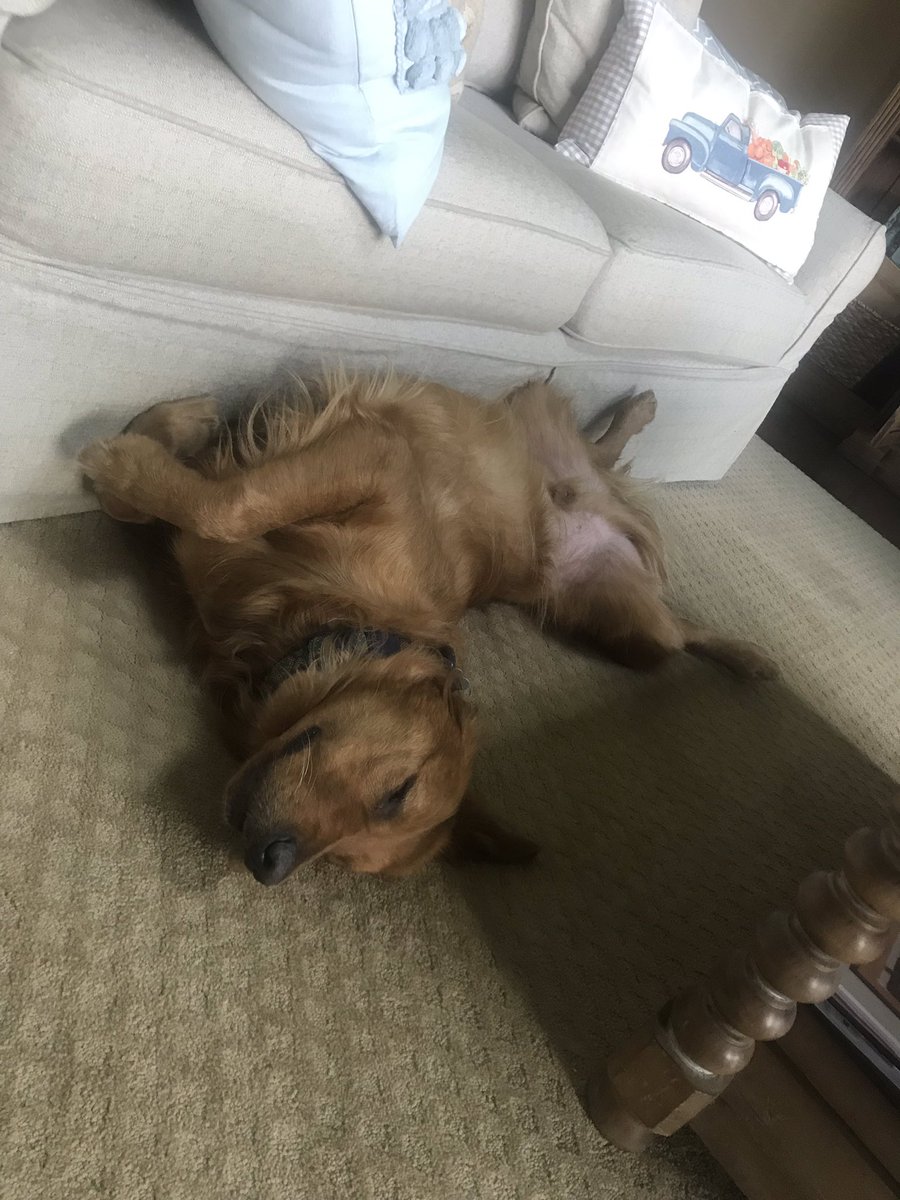 graceyewhite's tweet photo. woke up from my nap to see buddy was also enjoying his...look at that smile https://t.co/Fl5EcBMPpE