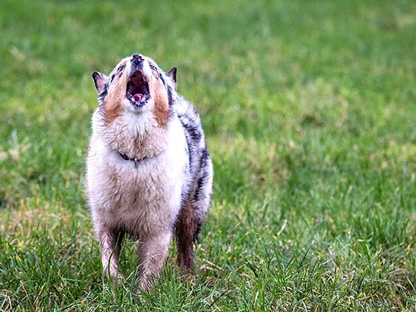 do australian shepherds bark