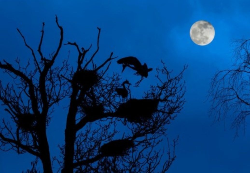 Leena1St's tweet photo. ♾✨.. #PIMAHAMOWIPISIM ( #MIGRATINGMOON )
as well as #WAKINGMOON #PINKMOON
#SEEDMOON
#FISHMOON and
#EGGMOON.
to each divine energy, i give to my heartfelt blessings of Infinite love, of Infinite abundance, of happiness of good health & wealth.
may you always be in love with... https://t.co/7kQDomoSS8