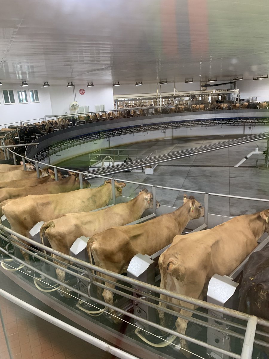 AgCKatie's tweet image. Learning about @RiverviewLLP awesome dairy and cows #AgCRise #mooooo 🐄