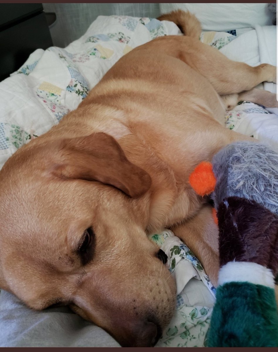 #Landon.   We need approximately $700 more to reach our needed goal.  Please help.  His appointment in at 0900 in the morning.   Thank you.
#k9officer #Veterans #k9 #labrador

gofundme.com/f/emergency-me…