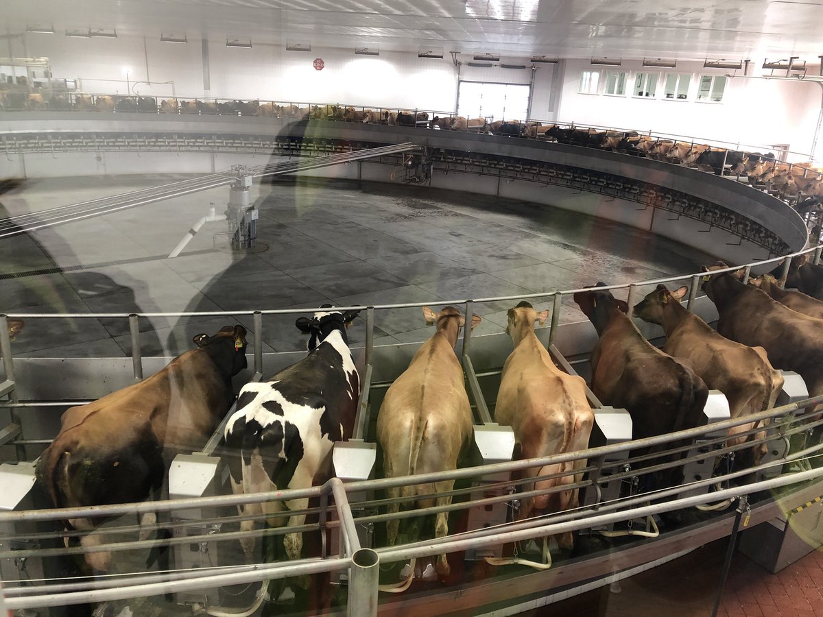 AgCDahltin's tweet image. @RiverviewLLP’s dairy didn’t disappoint! 106 cow parlor! #AgCRise #LearnwithAgC