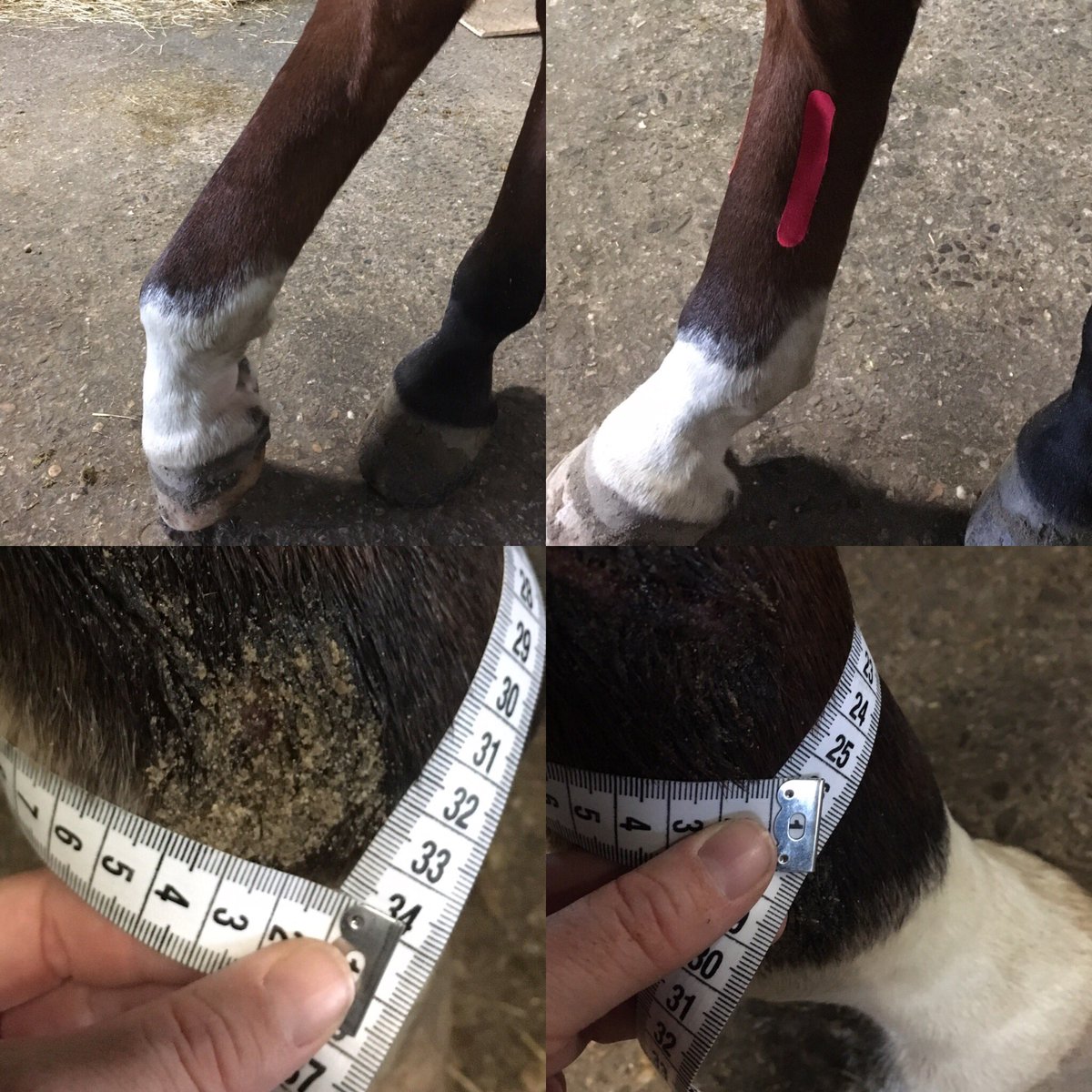 jkbalance1's tweet photo. Lymfe tape, kijk eens hoe snel dat bij dit paard gaat! Tussen de eerste meting en de tweede zat een kwartier de tijd. En een verschil van maar liefst 8 cm! #fysiotape #jkbalance #kinesiotape #medischtapen #paard #lymfe https://t.co/efMBxxHh8t