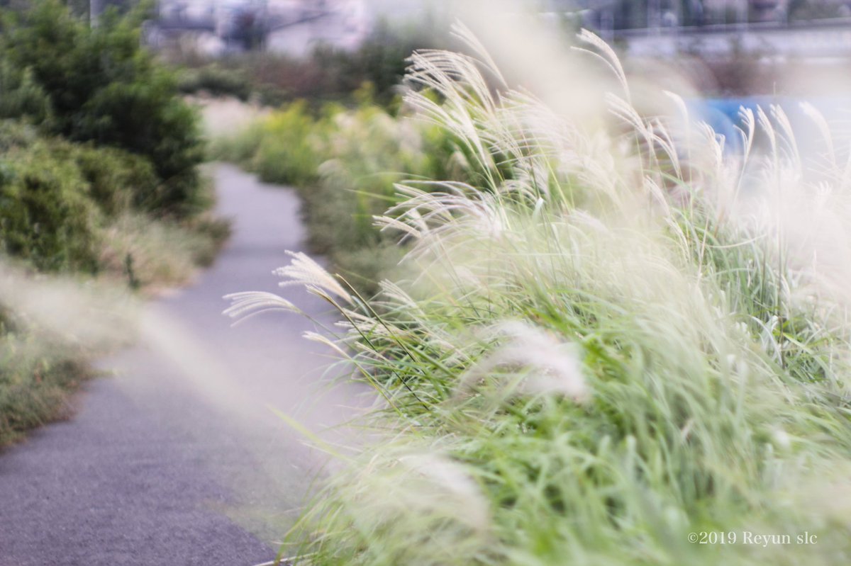 Reyun בטוויטר 風と面影 目の前の 芒を走る 母の影 Reyun すすき 薄野 俳句 恩田川沿い 想ひ出 19年10月15日