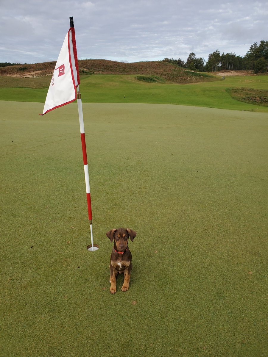 cabul28's tweet photo. Long first day at the office for Duff. @DogsOfTurf https://t.co/uDMCielWDO