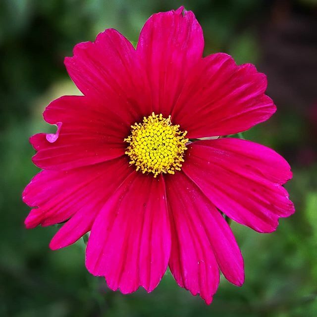 jackieloveclogs's tweet photo. Always something cheery #outsidetheworkshop even on a damp Monday this is the cosmos I've been waiting all summer to flower so ta-da.... finally some much needed colour
#colourpop #workshop #clogs #designermaker #jackielovesclogs #colourfulllife #cottag… https://t.co/xXciSvBMQ6 https://t.co/lZVHOm29WF