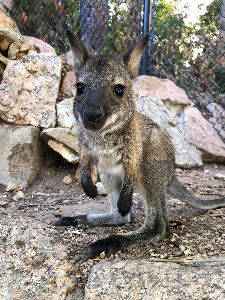FOX21News's tweet photo. CUTE ALERT: Meet baby wallaby Gidgee from @CheyenneMtnZoo

More info:  https://t.co/m8wOiuqHxZ https://t.co/BjYFuCM3he