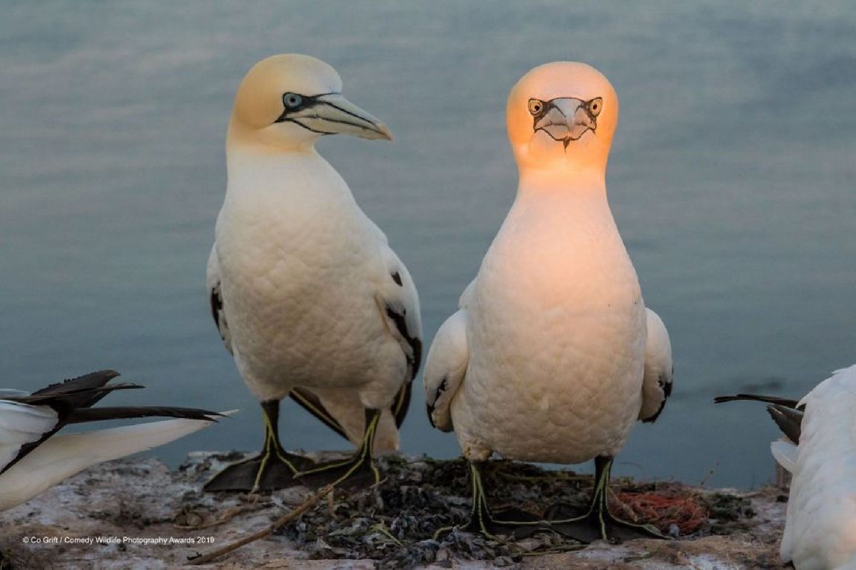 tuCpakoa's tweet photo. Tous les ans, "The Comedy Wildlife Photographie Award" récompense les photographies les plus drôles de la faune sauvage !
Voici quelques finalistes parmi les 40 qui seront départagés le 13 novembre 2019 :

📎https://t.co/uGS26AxLQ9
1/3 https://t.co/rWbbzw4Qbu