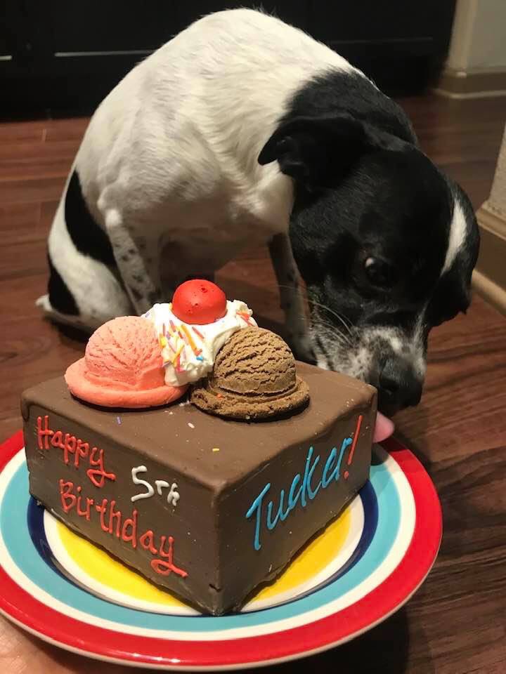 TuckerHynd's tweet photo. My 5th birthday https://t.co/pD5WlHpeL3