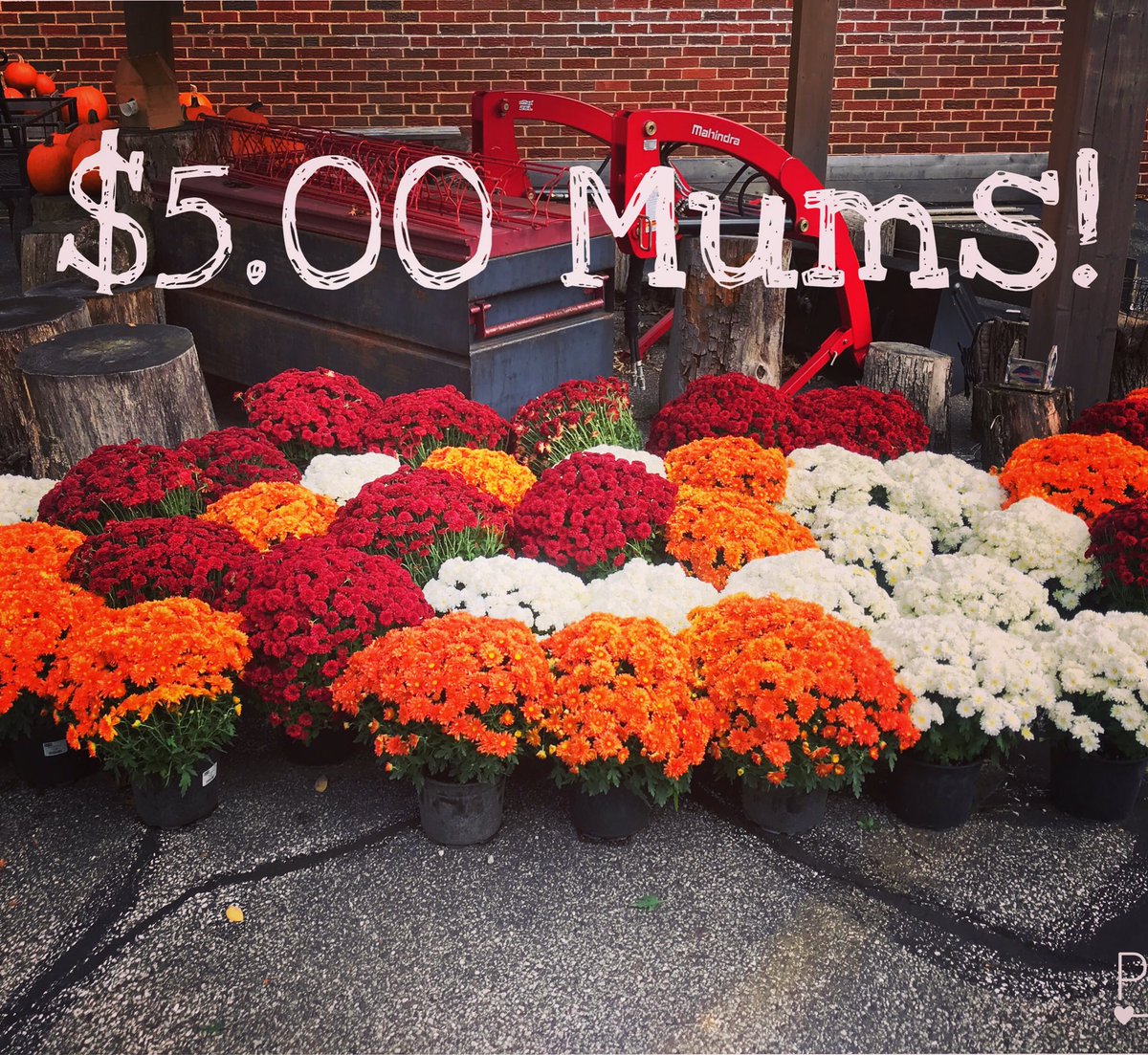 Petittigardencenter Hashtag On Twitter