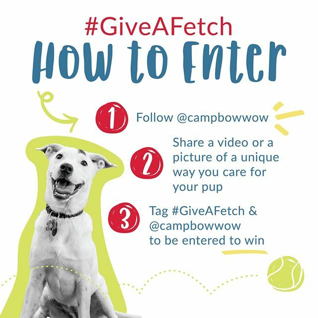 CampBowWow's tweet photo. Calling all pet parents! Do you want to win a FREE year of Camp Bow Wow services? From now until Oct. 31st, show us how you #GiveAFetch about your pup for your chance to win! Get inspired by other entries and fetch the official rules at the link in our b… https://t.co/XB29aSnjLK https://t.co/HYa7oHbStL