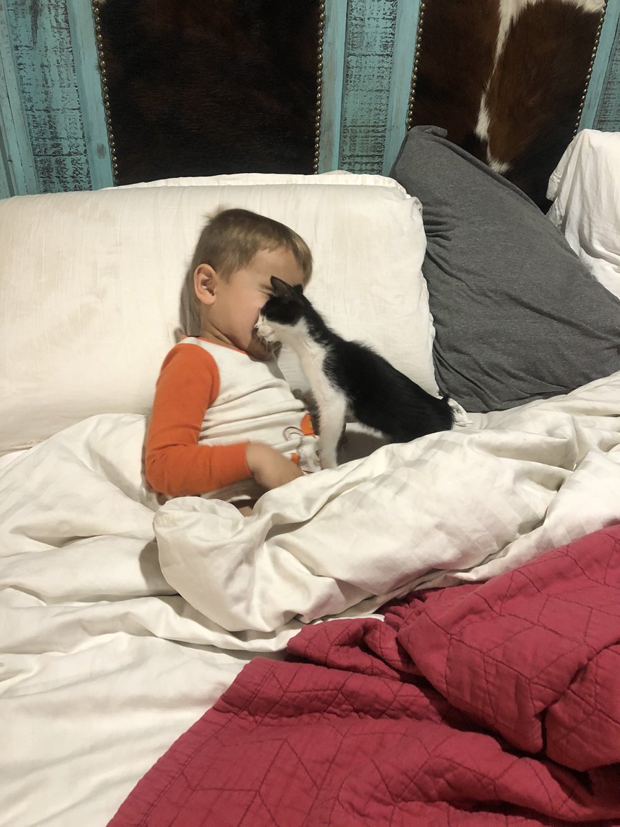 whitney_alder's tweet image. My three year old rescued a kitty today. 

My husbands last worlds were “he’s not coming inside” this is our current situation