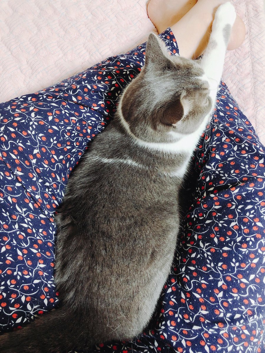 달리의 나날 tweet media