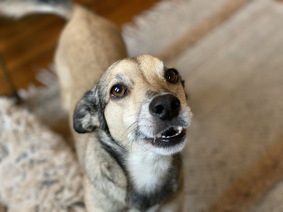 MarcoCiappelli's tweet photo. Who needs a damn watch? 🧐
It must be “Let’s go for a walk” o’clock! ⏰🐶🐶🐶🐶
#dogs #dogsoftwitter #RescueDogs #cybersecuritydogs https://t.co/3DwUC42HiH