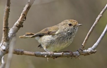 BirdlifeOz's tweet photo. Could we live with ourselves if the King Island Brown Thornbill went extinct? Tasmania #twitchathon teams are racing to protect the Thornbill and its habitat. Will you help out too? Get your twitch on and visit https://t.co/lfoCN86A54 
KI Thornbill by Mark Binns https://t.co/zkn4wodycA