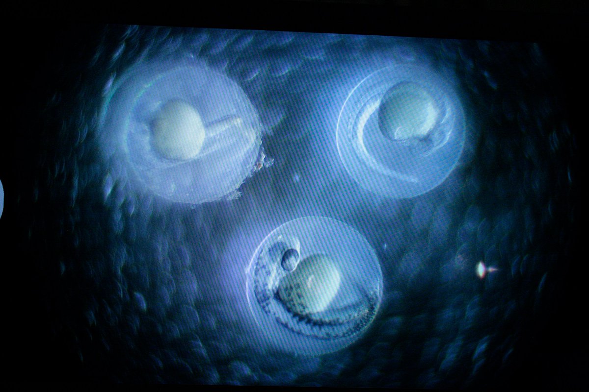 NeusTamarit's tweet image. We (@phenotypica) are exhibiting at the @NorwichSciFest this Sunday 20 October @TheForumNorwich with @SimoneImmler! Come to see our newest #VR #artwork, #sculptures and zebra fish specimens! #artandscience #collaboration #sciart #genetics #evolution #interactive #art #htcvive