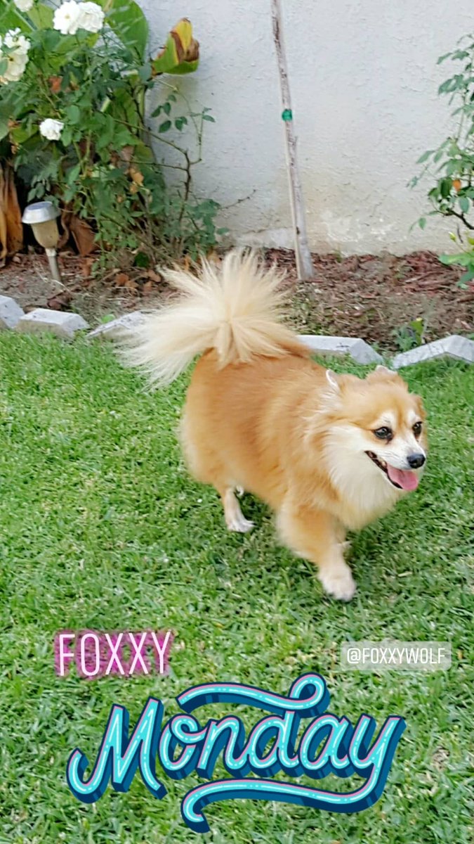 MsMastaFoXX LLC♌👽🖖🌋🕉🔑7-FigBizOwner💰👑🌊💜☯️ tweet media