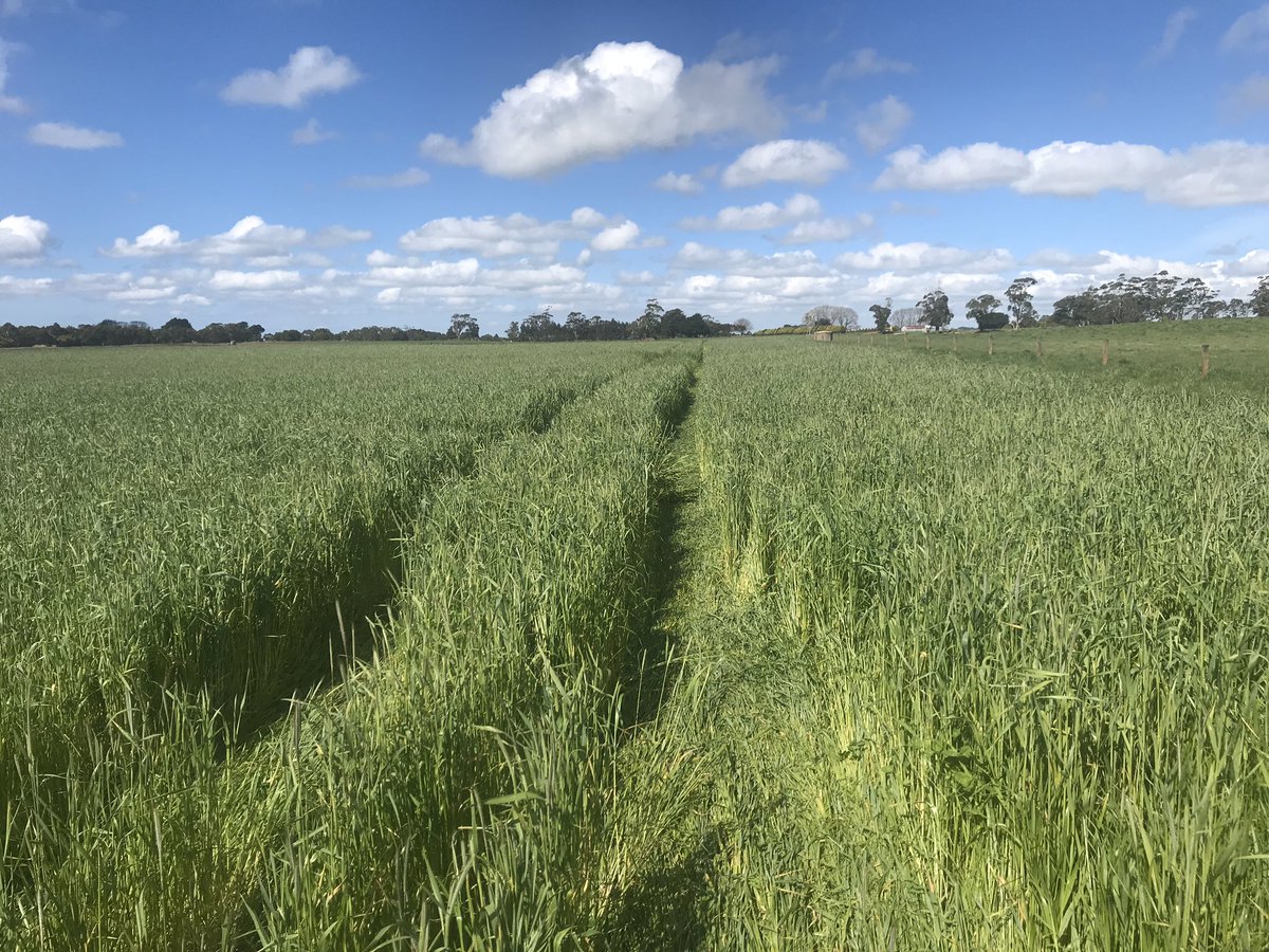 dsquibb2312's tweet photo. @EldersLimited Rapid Fire Blend (Southern Green Forage #Ryecorn / #Astro #Ryegrass combo) ready time cut for #silage, after two grazings. #PerformanceBred #PGWSeeds bulk feed https://t.co/COAL8q58Iv