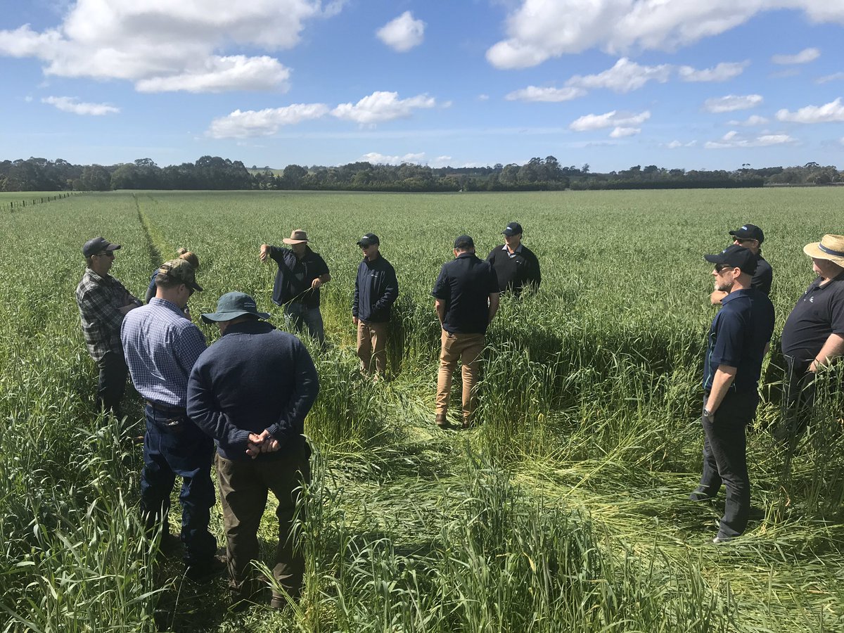 dsquibb2312's tweet photo. @EldersLimited Rapid Fire Blend (Southern Green Forage #Ryecorn / #Astro #Ryegrass combo) ready time cut for #silage, after two grazings. #PerformanceBred #PGWSeeds bulk feed https://t.co/COAL8q58Iv