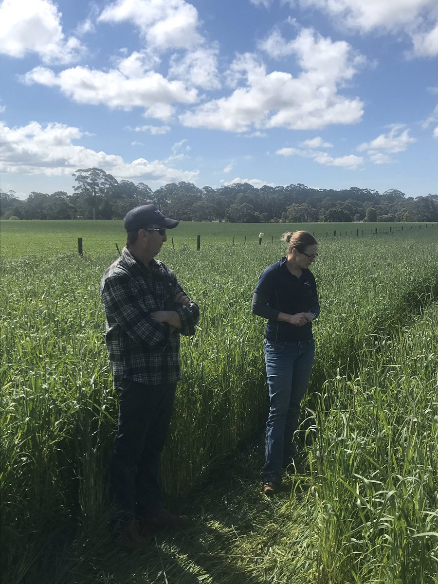 dsquibb2312's tweet photo. @EldersLimited Rapid Fire Blend (Southern Green Forage #Ryecorn / #Astro #Ryegrass combo) ready time cut for #silage, after two grazings. #PerformanceBred #PGWSeeds bulk feed https://t.co/COAL8q58Iv