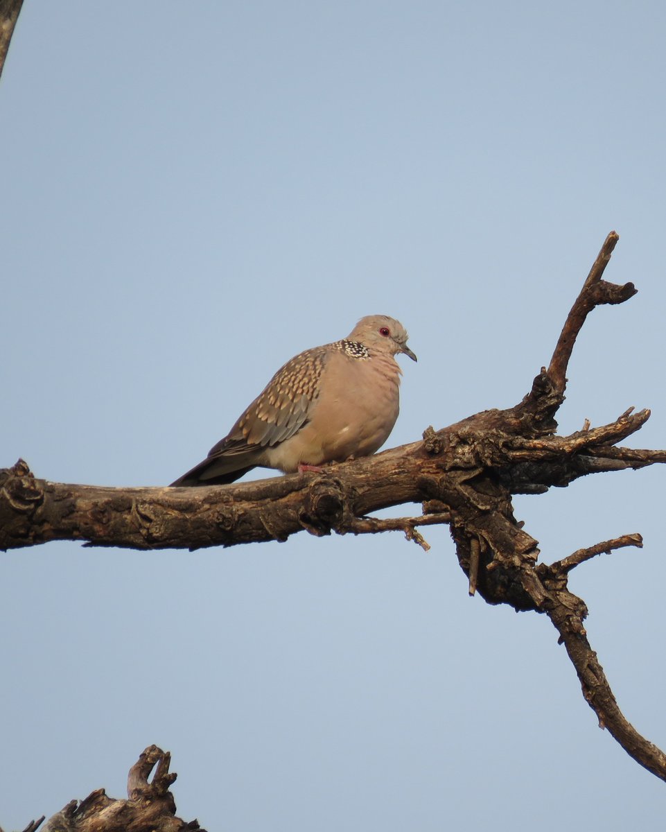 #SpottedDove #Sattal