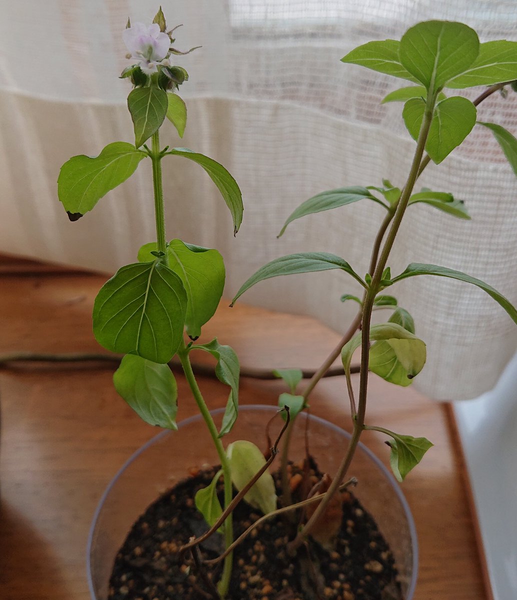 Yuyo 挿し芽をしたバジルさん 小さなお花を咲かせていました 挿し芽用の土に挿したから 肥料分なんてほぼないのに 植物ってすごい バジル 挿し芽 植物