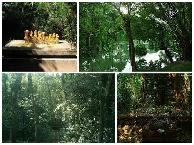  #Thread about special hindu traidtions of  #kerala1.  #SarpaKavuis a traditional natural sacred space seen near traditional homes in Kerala. The site is believed to be inhabited by snakes, and the area usually contains a representation of Naga Raja